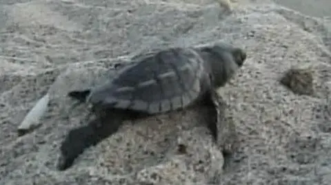 Pierwsza podróż małych żółwików