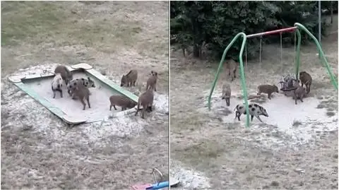 Wrocław. Warchlaki bawią się w piaskownicy