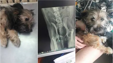 Asta została pobita. Jej właściciel trafi do więzienia