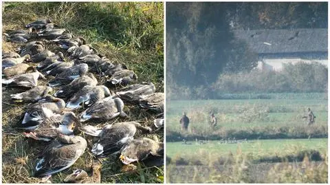 Opinia resortu środowiska w sprawie polowania nad Zalewem Wiślanym