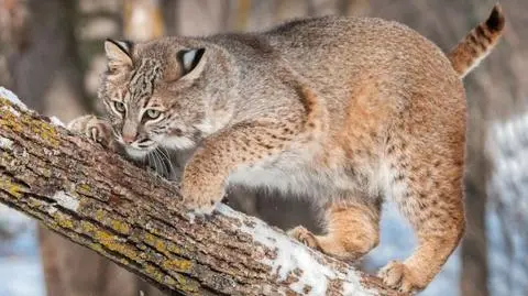 Populacja rysi w Polsce powoli wzrasta