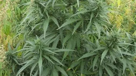 Marihuana w zbiorniku na paliwo