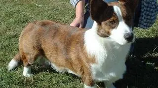 Królowa kocha psy rasy corgi