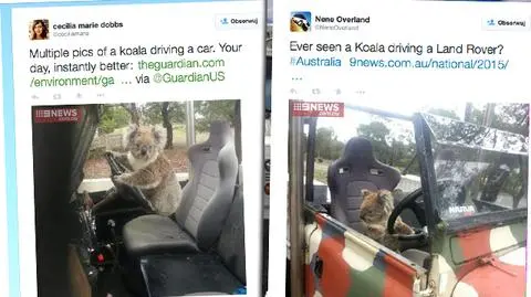 Koala chciał ukraść samochód w Australii