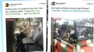 Koala za kierownicą