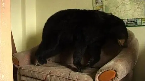 Perypetie misia Baribala