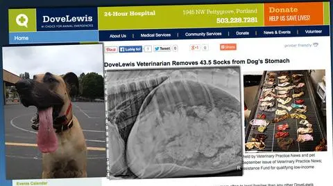 Nietypowa psia dieta, czyli zagadka znikających skarpetek rozwiązana?