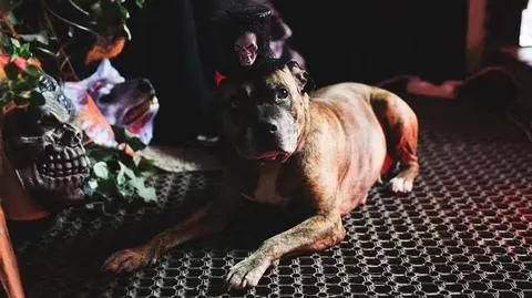 Podopieczni Fundacji Węgielek w halloweenowej sesji zdjęciowej