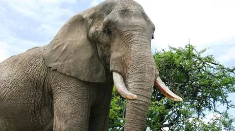 700 kg kości słoniowej w rękach celników