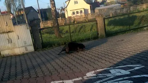 Szczecin: Bobry wciąż spacerują po osiedlu