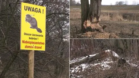 Częstochowa: bobry uprzykrzają życie mieszkańcom