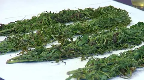 Wyrok w sprawie hodowli konopi indyjskich utrzymany