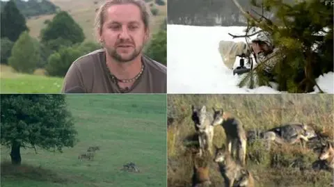 Tańczący z wilkami. Panu Zenonowi inni przyrodnicy mogą zazdrościć
