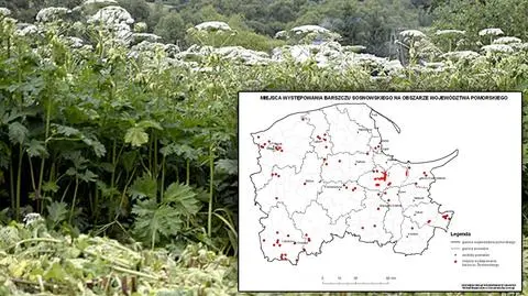 Mapa zagrożenia. Wiadomo, gdzie parzy barszcz Sosnowskiego