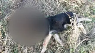 Odpowiedzą za zabicie psów ze szczególnym okrucieństwem 