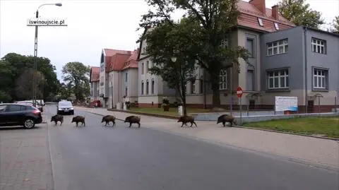 Dziki znowu pojawiły się w Świnoujściu