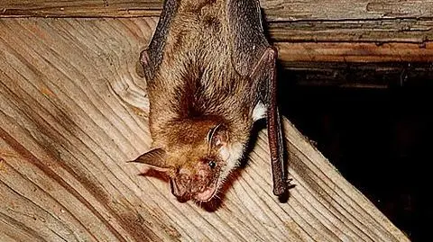 W Lubuskiem policzyli nietoperze
