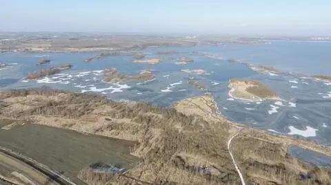 Krowa uciekła przed rzeźnią. Żyje na wyspach nad jeziorem