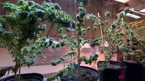 Rodzice prezesa Wolnych Konopi są podejrzani o przywiezienie ponad litra oleju z konopi 