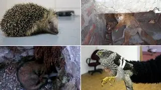 Zwierzęta, które zimą potrzebowały ludzkiej pomocy 