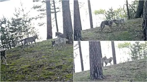 Wilcza watacha w ukrytej kamerze