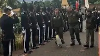 Armia awansowała pingwina