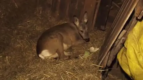 Sarnę potrącił samochód. Przez dwa dni szukali dla niej pomocy