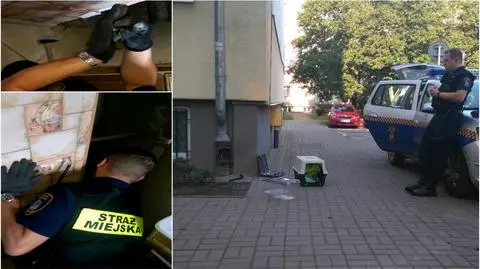 Poznań: straż miejska uratowała dwa ptaki