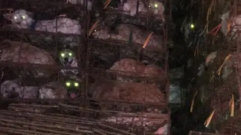 Psy uratowane w przeddzień festiwalu psiego mięsa