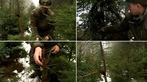 Straż leśna poluje na złodziei choinek