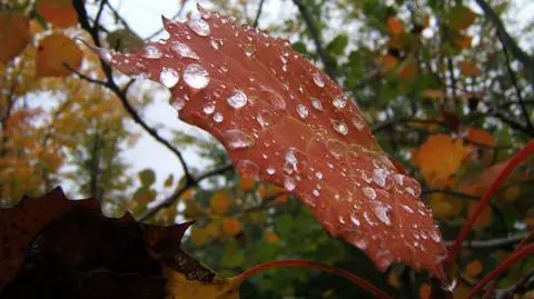 Prognoza pogody na dziś: miejscami popada deszcz, w górach śnieg
