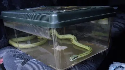 Niegroźny spryciarz z trąbką przestraszył matkę z dzieckiem