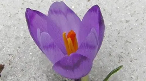 Na śnieg liczcie tylko do wtorku