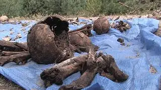 Волинська різанина досі роз’єднує