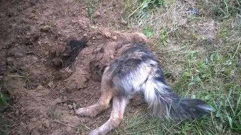 Zakopali psa żywcem. Ruszył proces