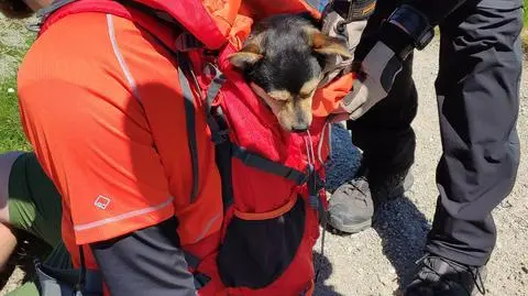 Tatry. Turyści pomogli wyczerpanemu psu