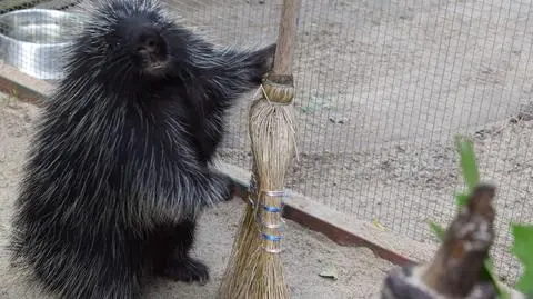 Pani urson sprząta wybieg. Poznańskie zoo ma nowych mieszkańców