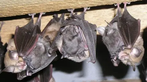 Dwa miliony dla nietoperzy