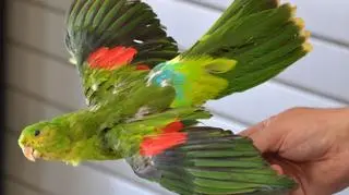 Wypchana papuga znaleziona w bagażniku Ukraińca