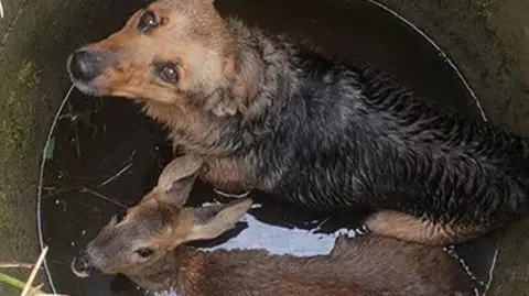Krzewina. Sarna i pies wpadli do studni. Interweniowali strażacy