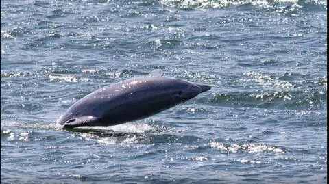 Delfiny butlonose w Zatoce Gdańskiej