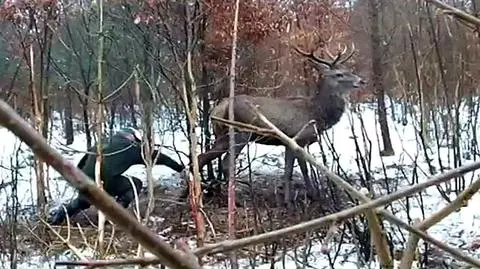 Lębork: Jeleń uwieziony we wnykach męczył się kilka dni