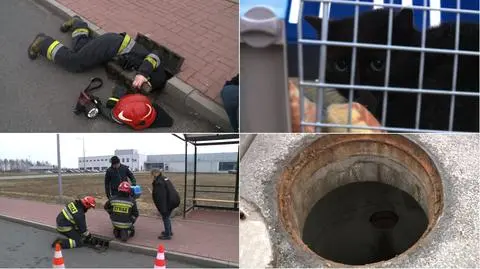 Strażacy wyciągnęli kota ze studzienki kanalizacyjnej