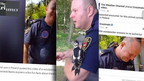 Dzięcioła pokochały miliony na świecie. "Wacław" i strażnik miejski