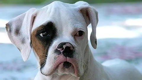 Jak chronić psy w Sylwestra?