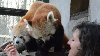 Zoo szuka imion dla pandek