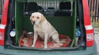 Labradorka Tilia