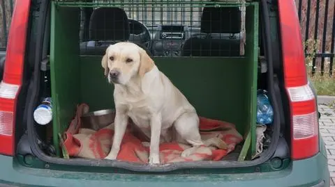 Labradorka wywąchała narkotyki na koncercie w Parku Śląskim