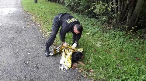 Policjanci uratowali psa. „Miał złamaną łapę, nie mógł zejść z jezdni”