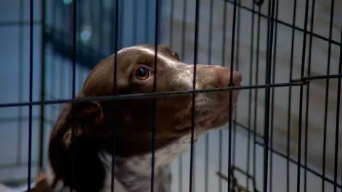 Fijo the dog was tormented by previous owner and now is looking for a new one